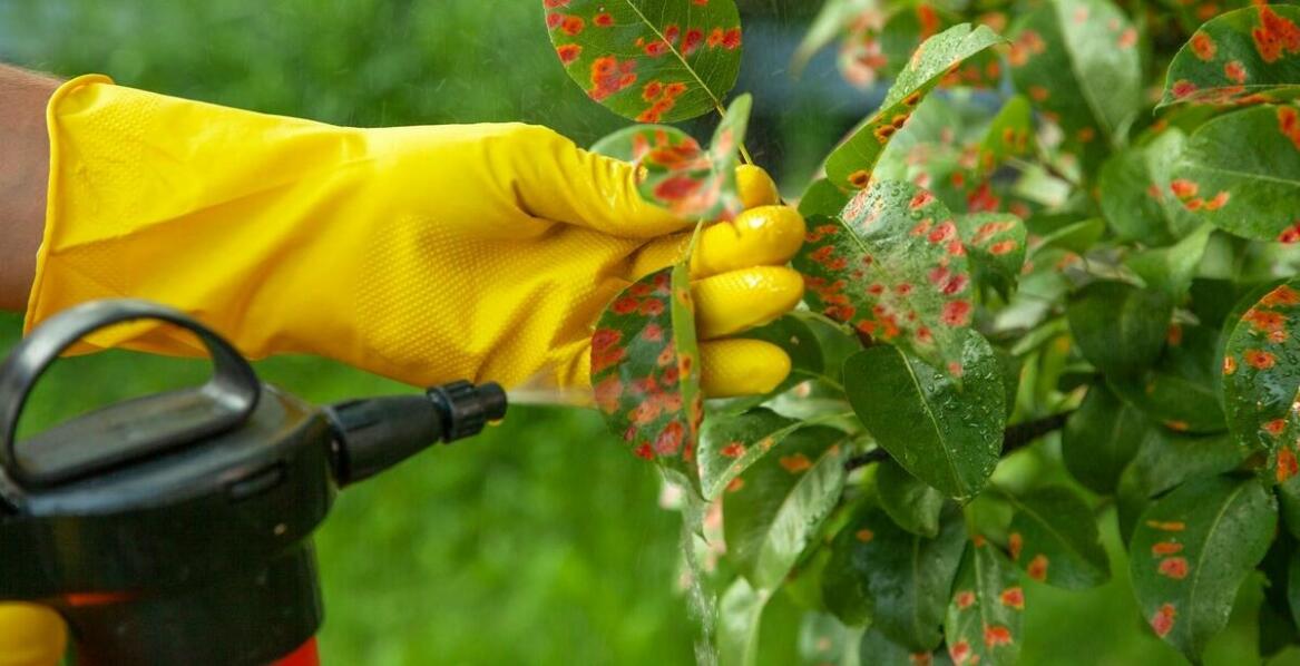 Najczęstsze problemy iglaków i jak je rozwiązać za pomocą oprysków