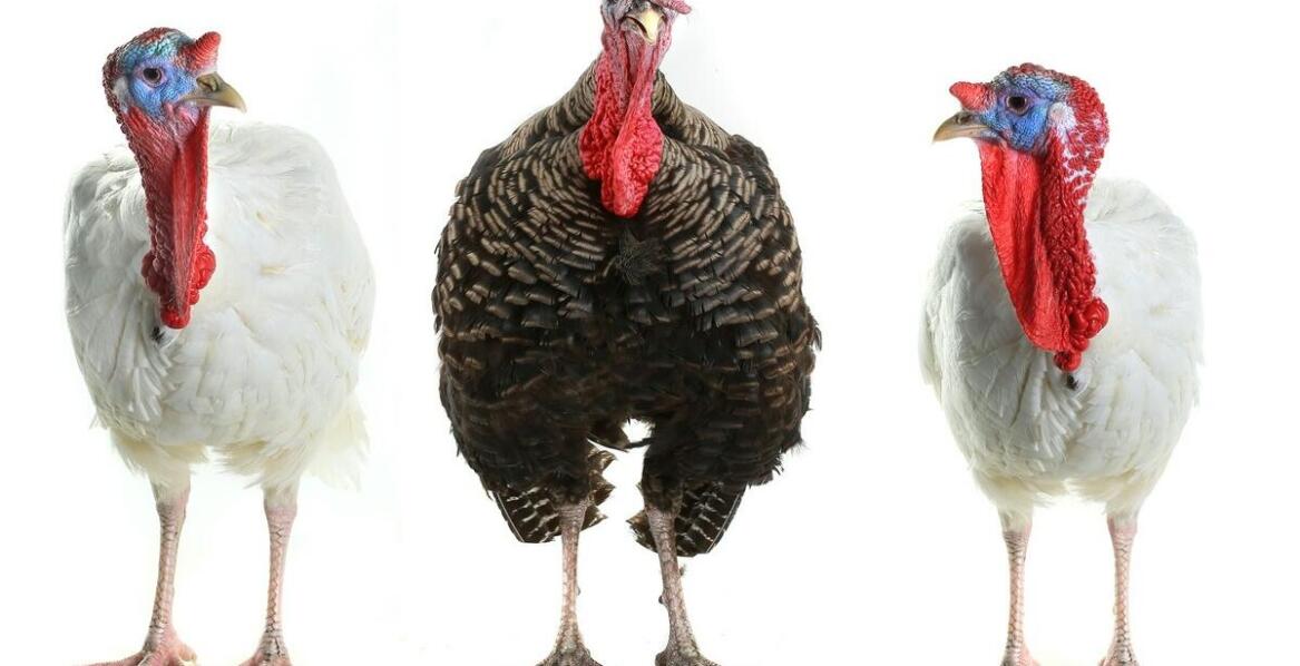 Jak wybrać najlepsze poidło dla indyków? Praktyczne wskazówki i porady