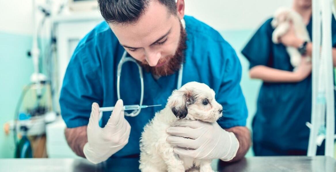 Na czym polega praca chirurga weterynarii i kiedy warto skorzystać z pomocy?