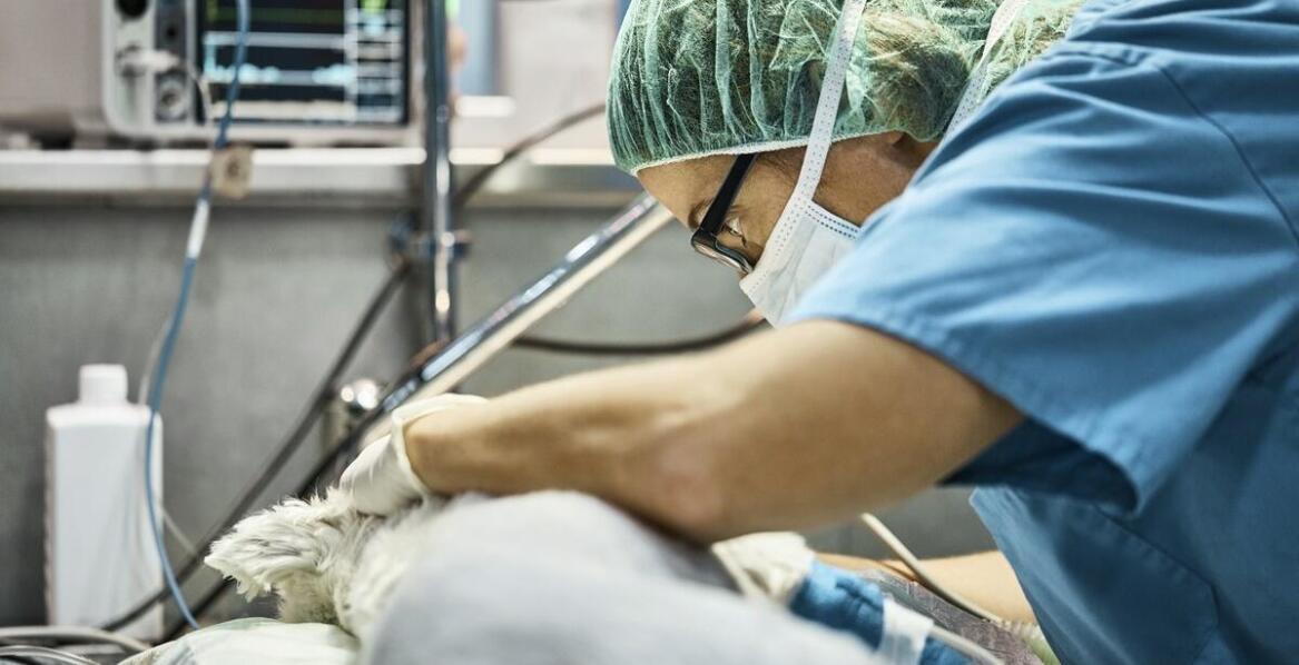 Najczęstsze zabiegi chirurgiczne u zwierząt – kiedy są konieczne?