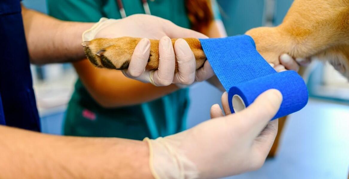 Jak przebiega operacja u zwierząt i jak przygotować pupila do zabiegu?