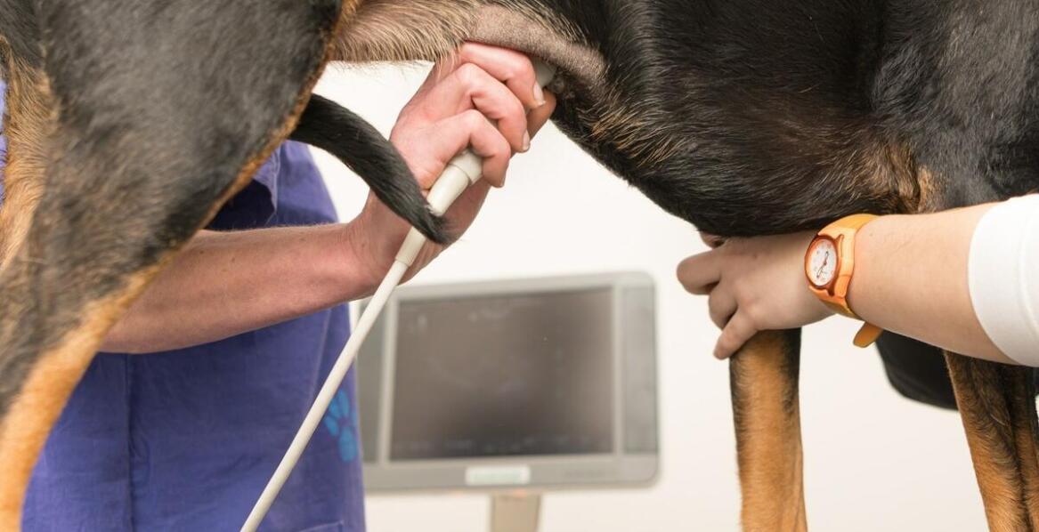 Najczęstsze urazy ortopedyczne u zwierząt domowych – objawy i leczenie