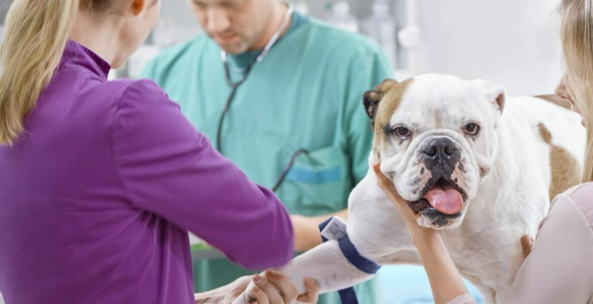 Problemy ortopedyczne u zwierząt – jak je rozpoznać i kiedy reagować?