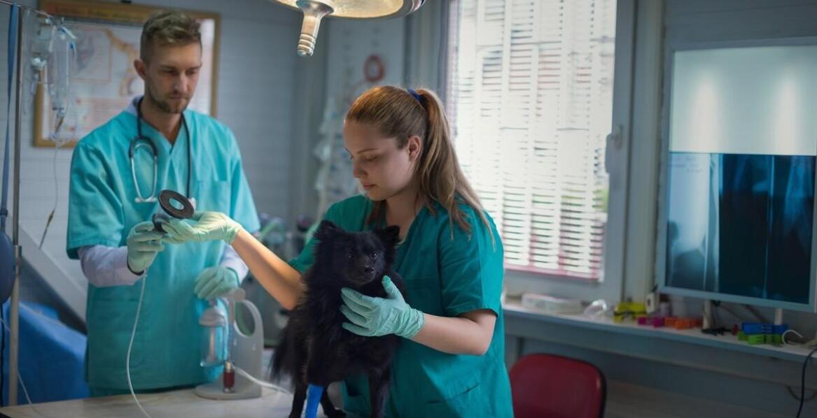Jakie usługi oferuje gabinet weterynaryjny i kiedy z nich korzystać?