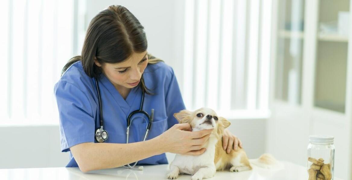 Jak wybrać odpowiednią opiekę weterynaryjną dla zwierząt domowych?