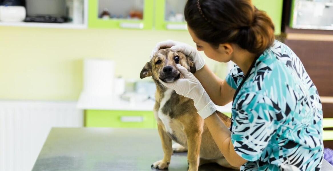 Jak wygląda codzienna opieka w przychodni weterynaryjnej i czym się zajmuje?