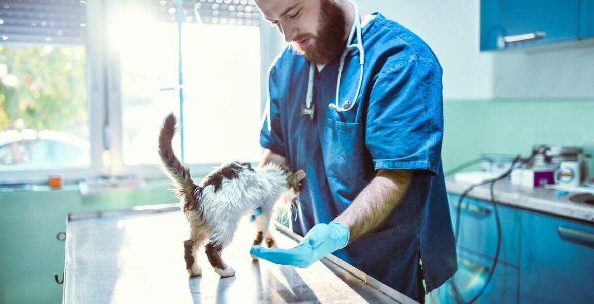 Najczęstsze choroby u zwierząt domowych i skuteczne metody leczenia