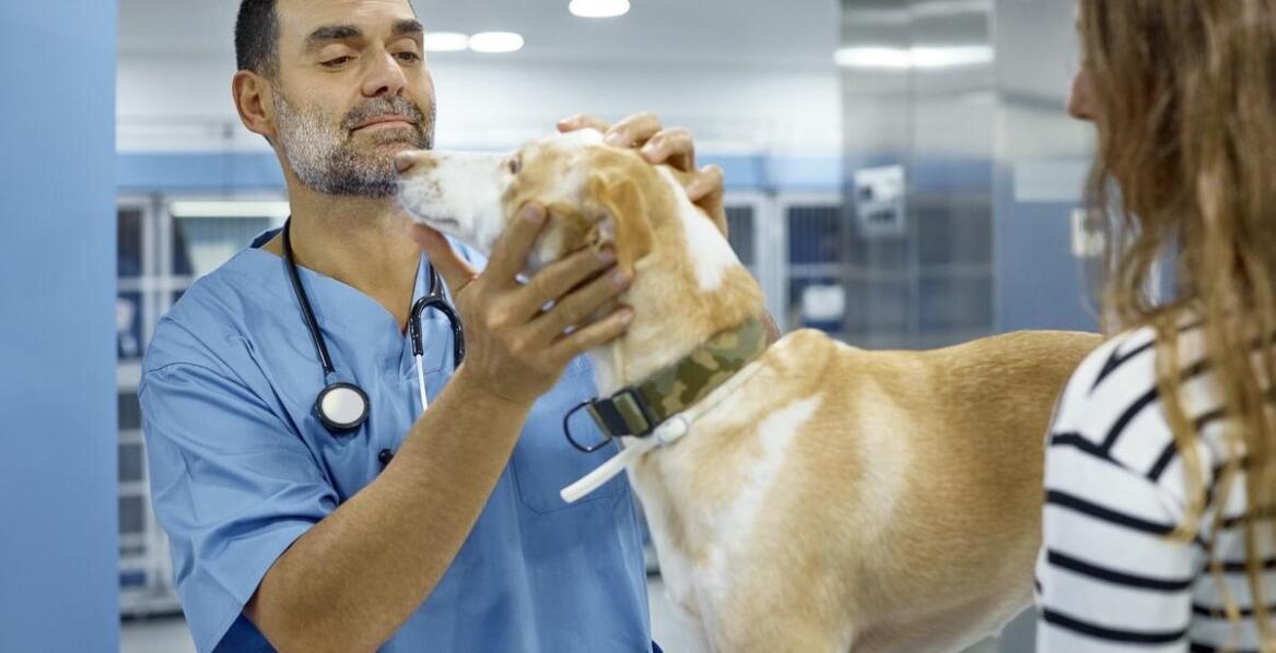 Jak dbać o zdrowie pupila – najważniejsze zasady opieki weterynaryjnej