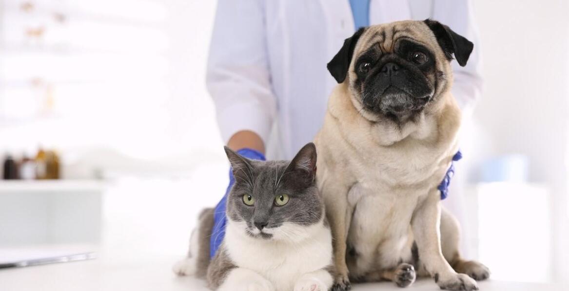 Kto zajmuje się leczeniem chrób wewnętrznych psów i kotów?