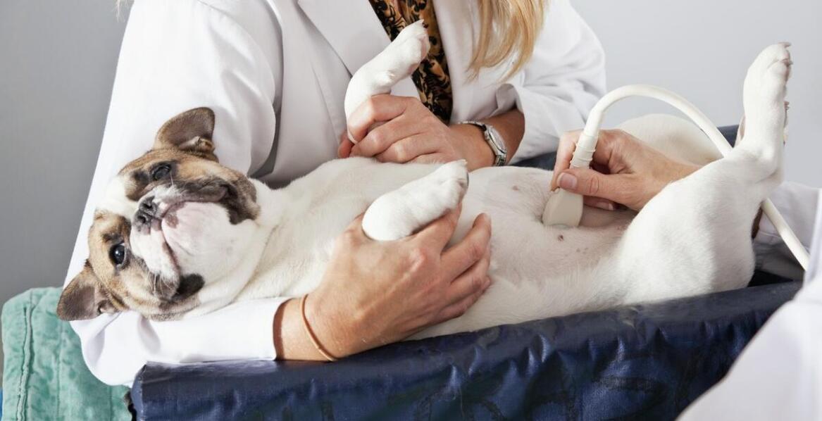 Badanie USG u psa i kota – co wykrywa diagnostyka obrazowa zwierząt?