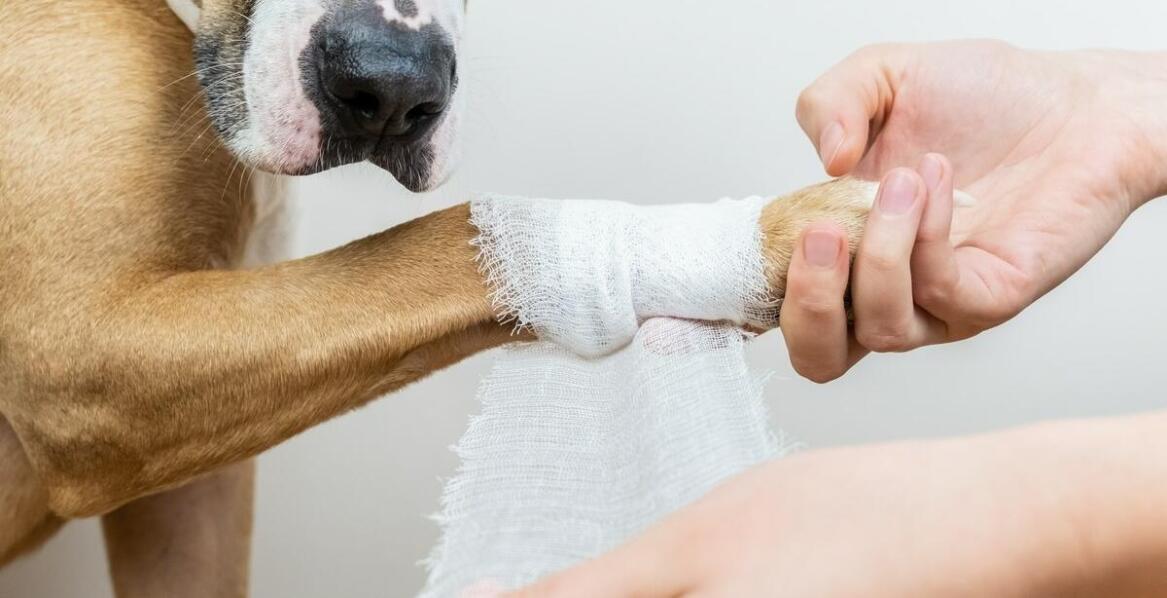 Złamania u psów – przyczyny, objawy i najnowsze sposoby leczenia