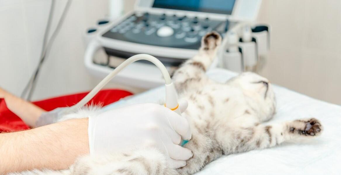 Diagnostyka obrazowa zwierząt domowych – zastosowanie i przebieg badania USG