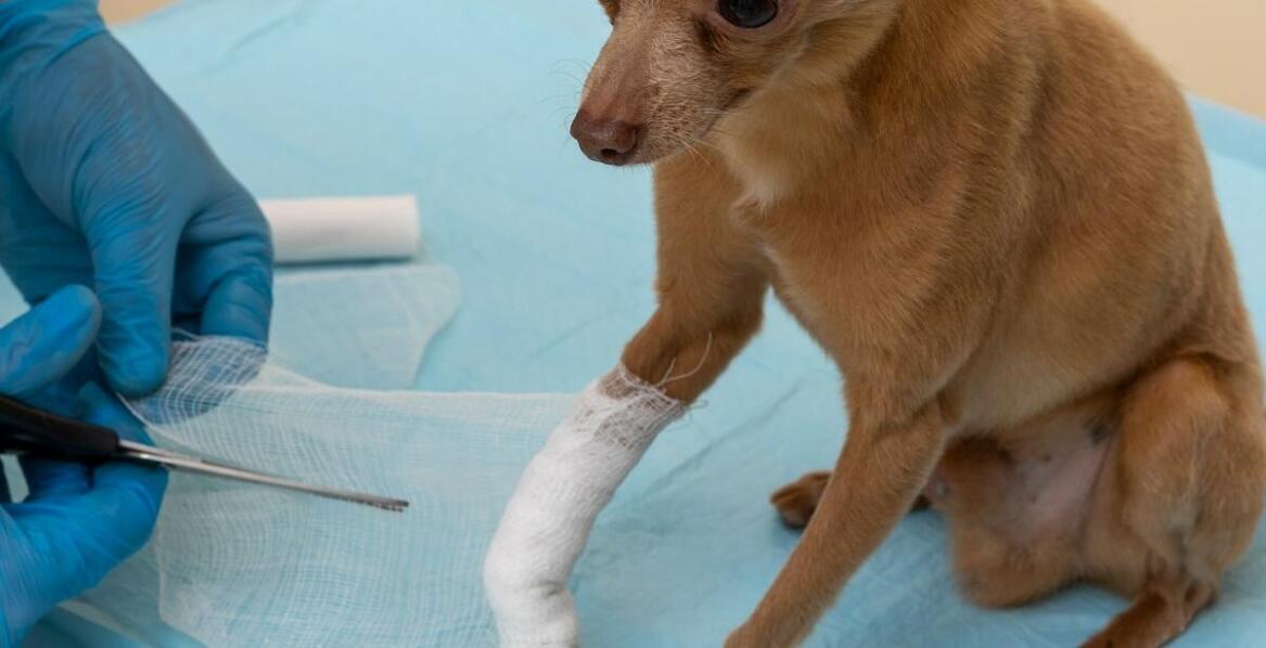 Jak rozpoznać złamanie u psa i jakie są najskuteczniejsze metody leczenia?