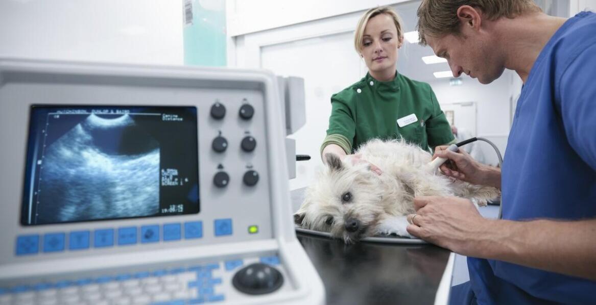 USG u zwierząt domowych – kiedy wykonać i jak przebiega badanie