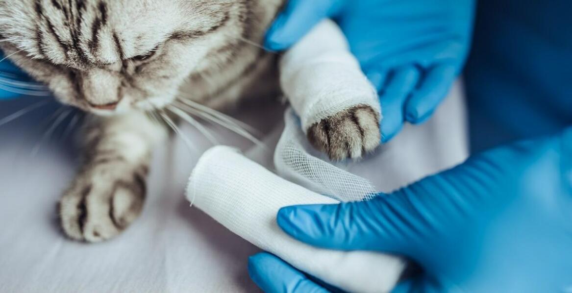 Jak postępować po złamaniu u kota – etapy leczenia i rehabilitacji