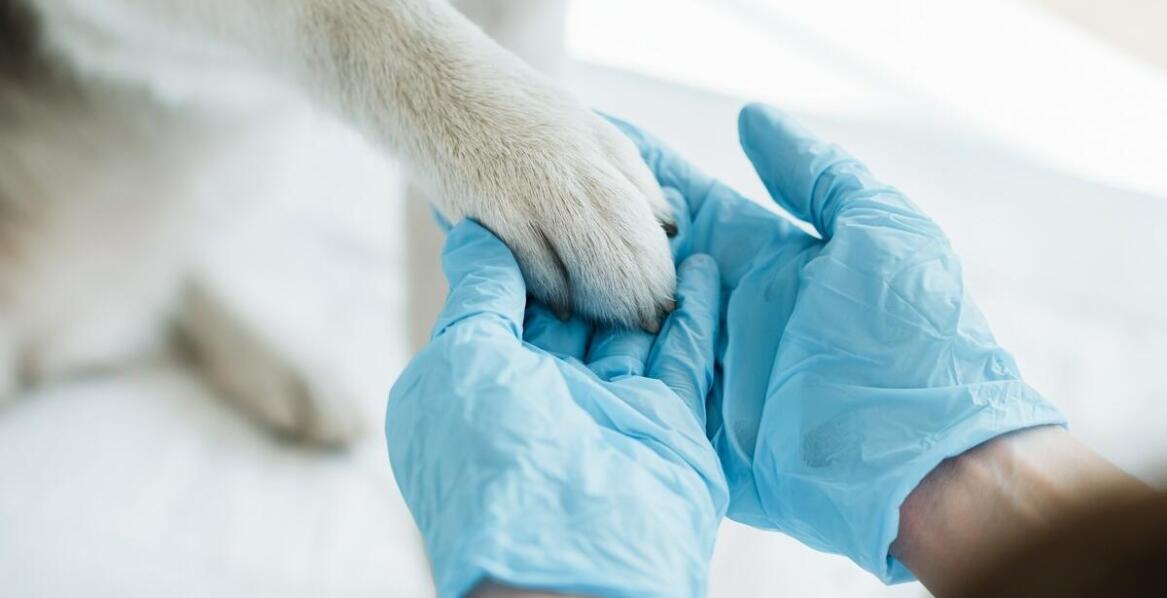 Iniekcje dostawowe u zwierząt – kiedy stosuje się terapię i jakie są efekty