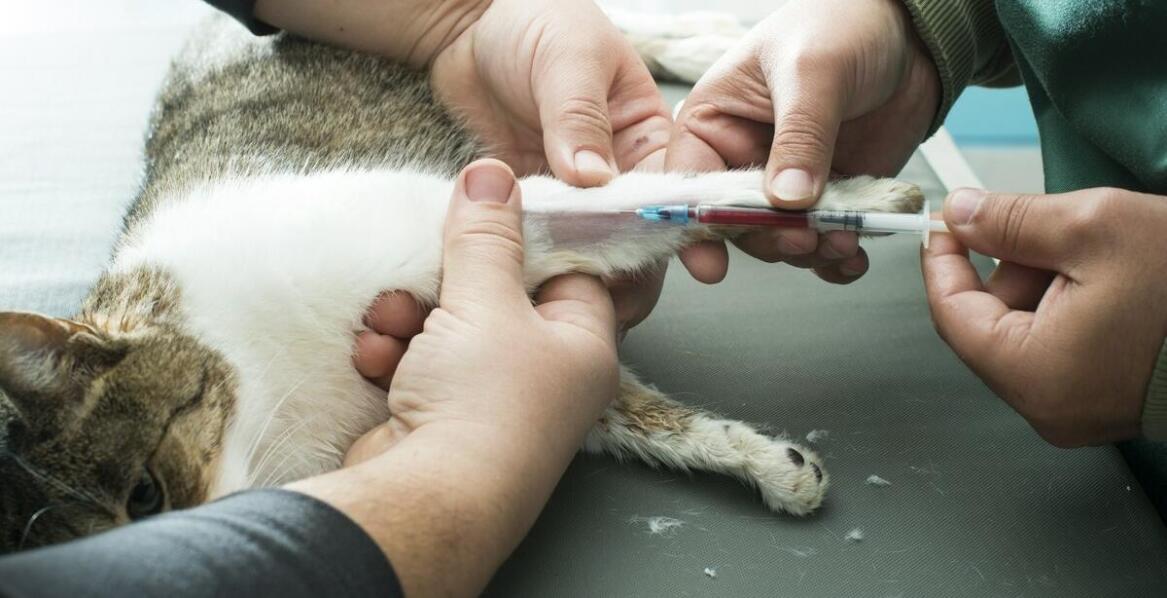 Terapia stawów u psów i kotów – skuteczność oraz zastosowanie iniekcji