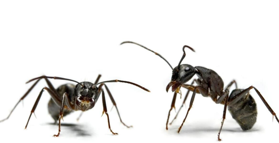 Jakie zadania realizuje komornik i na czym polega jego rola w postępowaniu