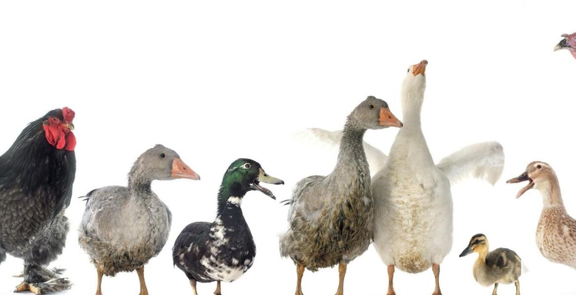 Kaczka sanitarna męska – zastosowanie, budowa i praktyczne wskazówki