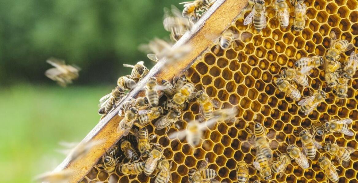 Biowar w trosce o pszczoły – skuteczność, działanie i zastosowanie produktu