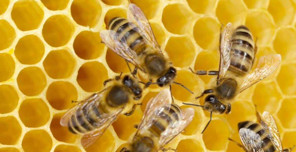 Biowar – kluczowe informacje na temat ochrony pszczół przed pasożytami