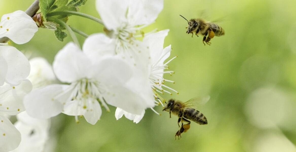 Apiguard – sprawdzone rozwiązanie wspierające zdrowie i ochronę pszczół