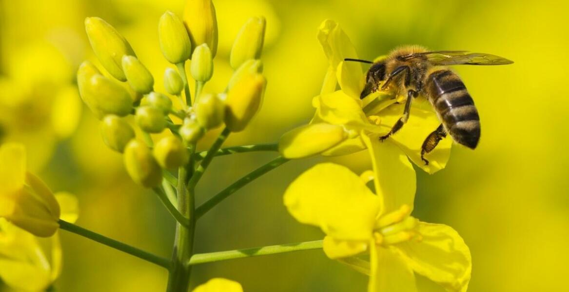 Biowar – działanie, przeznaczenie i wpływ na zdrowie pszczół w pasiece