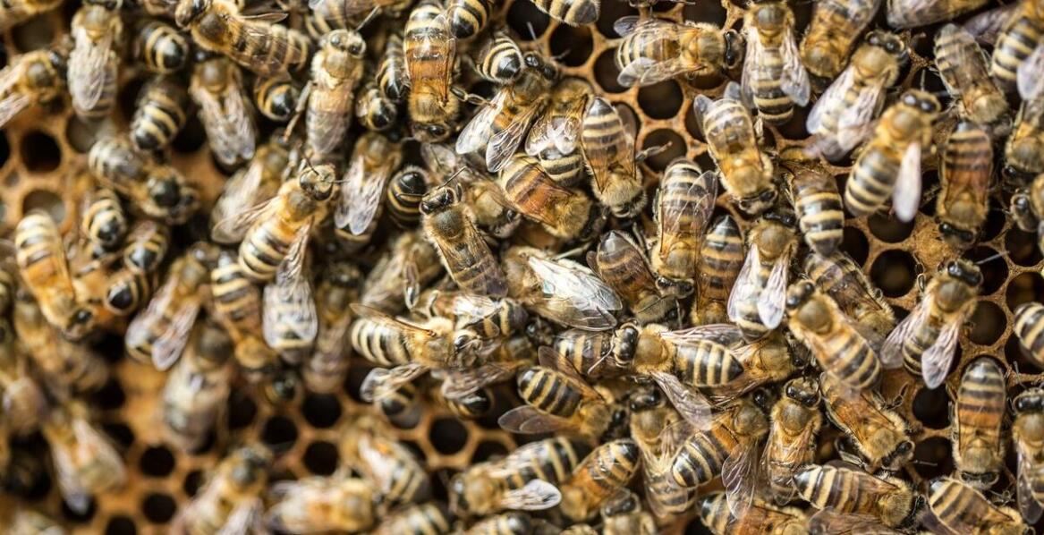 Thymovar – właściwości, zastosowanie i wpływ na kondycję rodzin pszczelich