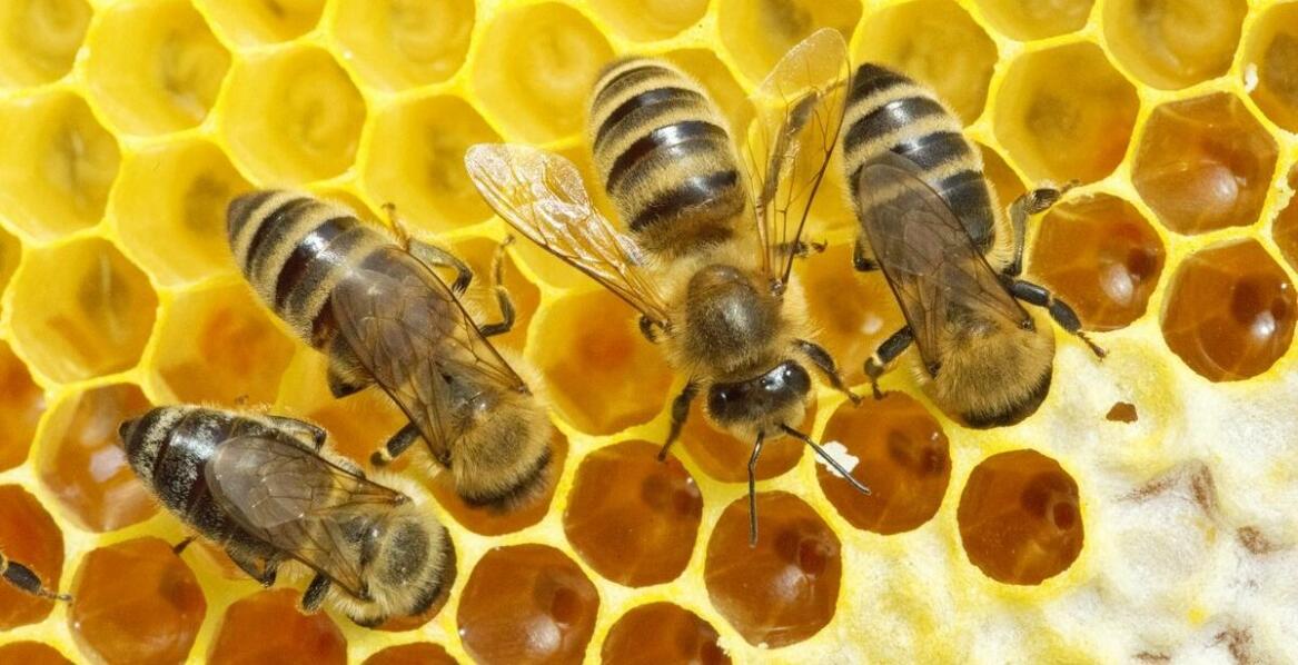 Varomed – skuteczne rozwiązanie wspierające zdrowie rodzin pszczelich