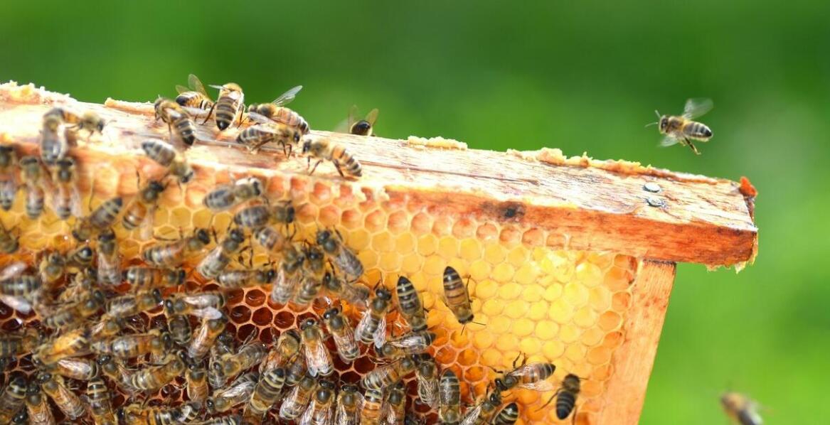 Biowar w pasiekach – najważniejsze fakty dotyczące ochrony pszczół