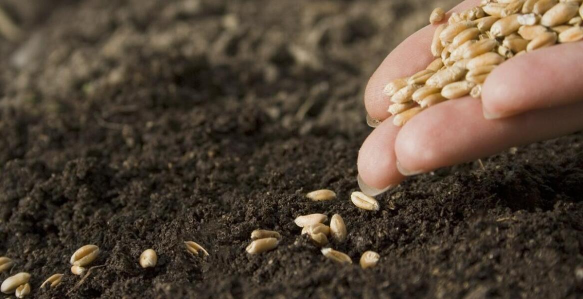 Materiały siewne – jak wpływają na plony i efektywność upraw rolniczych