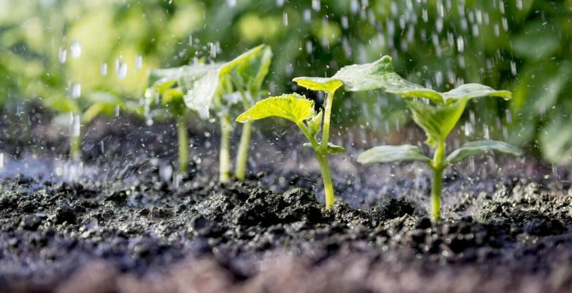 Jak wybrać skuteczny nawóz do ogrodu i zwiększyć plony roślin uprawnych