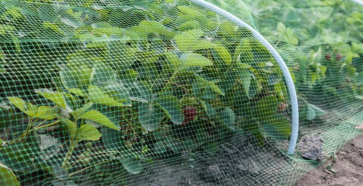 Jak rura plastikowa przezroczysta wspomaga innowacyjne rozwiązania w rolnictwie