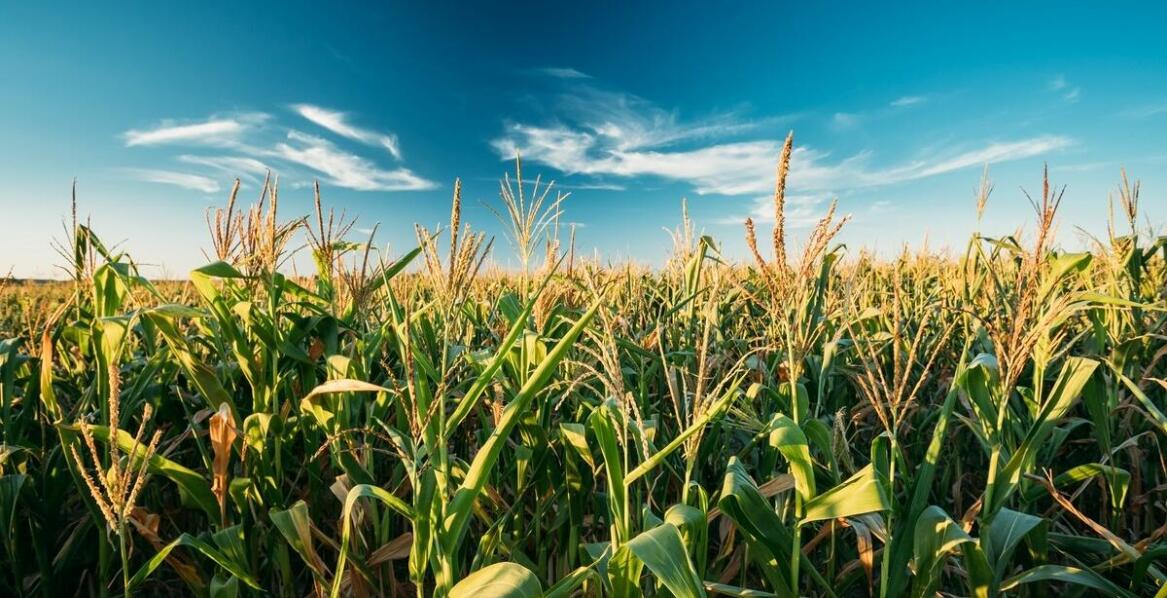 Jak zwiększyć wydajność kukurydzy na mało urodzajnych ziemiach?