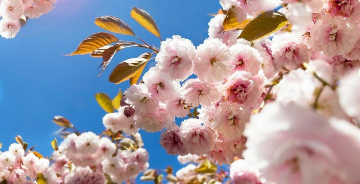 Najlepsze praktyki pielęgnacji derenia kousa schmetterling dla początkujących ogrodników
