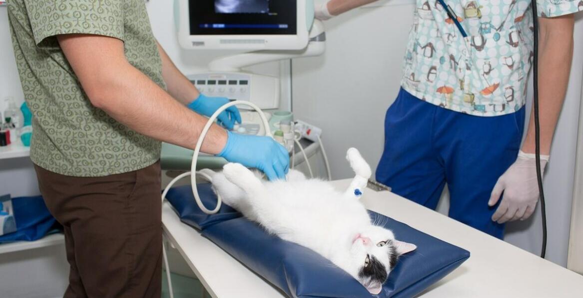 Diagnostyka obrazowa w weterynarii: kiedy warto wykonać USG tarczycy?