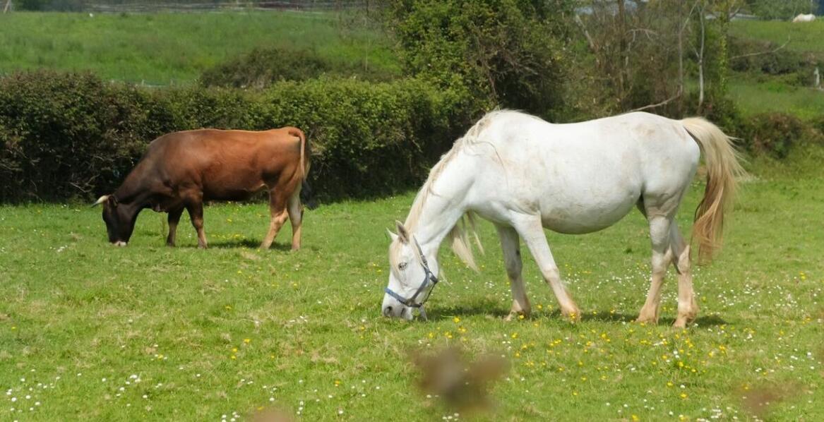 Wpływ ogrodzeń elektrycznych na zachowanie koni w stadzie