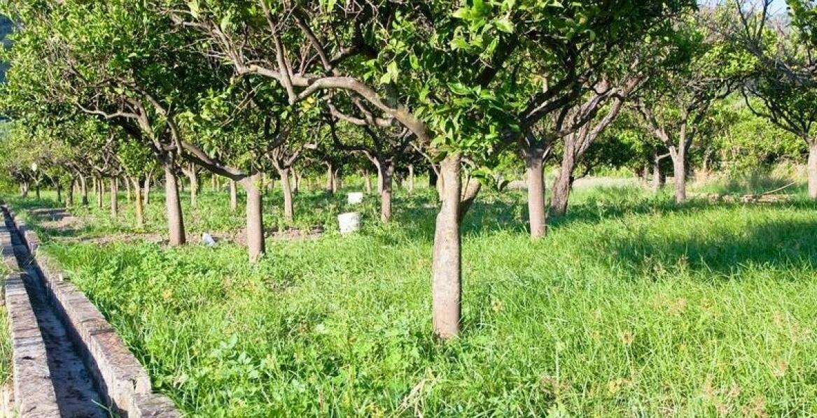 Jak poidło pastwiskowe wpływa na zdrowie zwierząt?