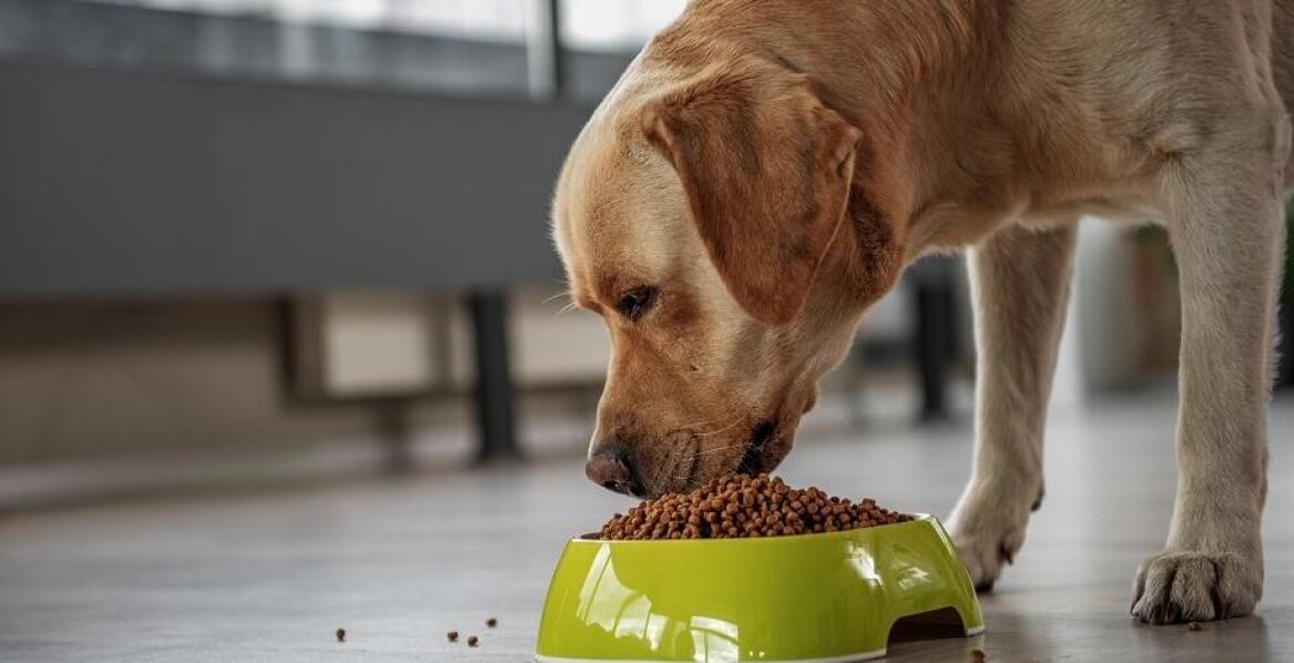 Dlaczego warto wybierać suchą karmę z dodatkiem prebiotyków?