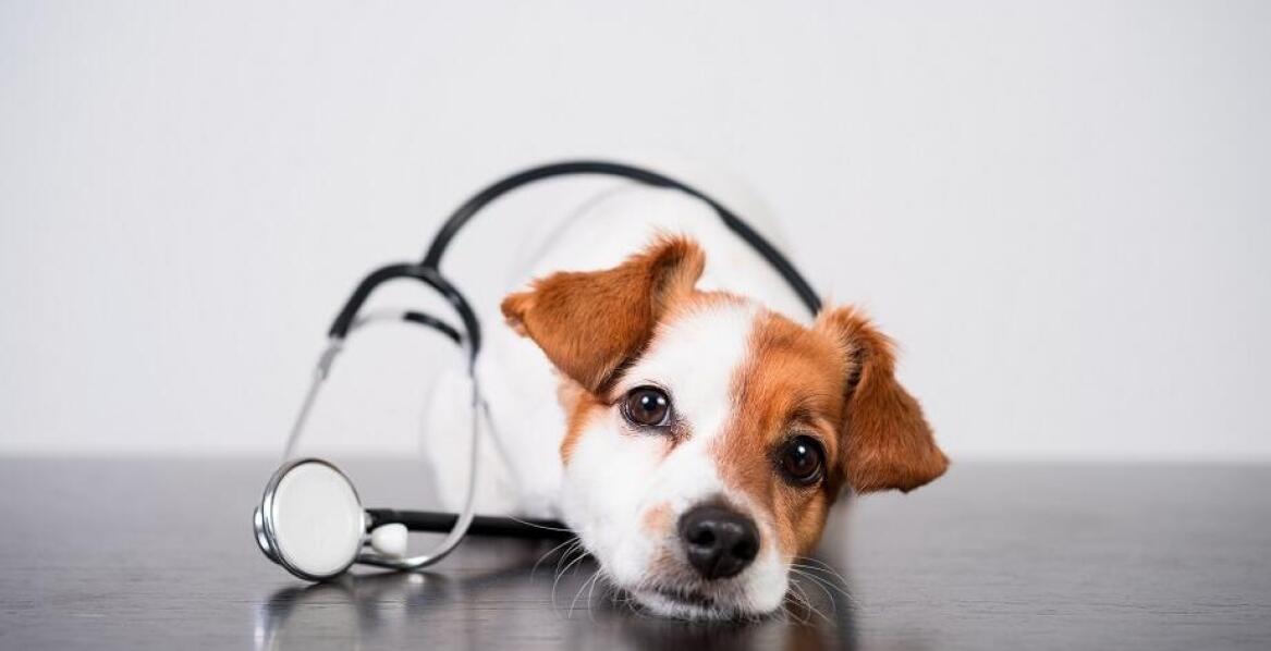 Jakie usługi z zakresu dermatologii oferuje klinika weterynaryjna?