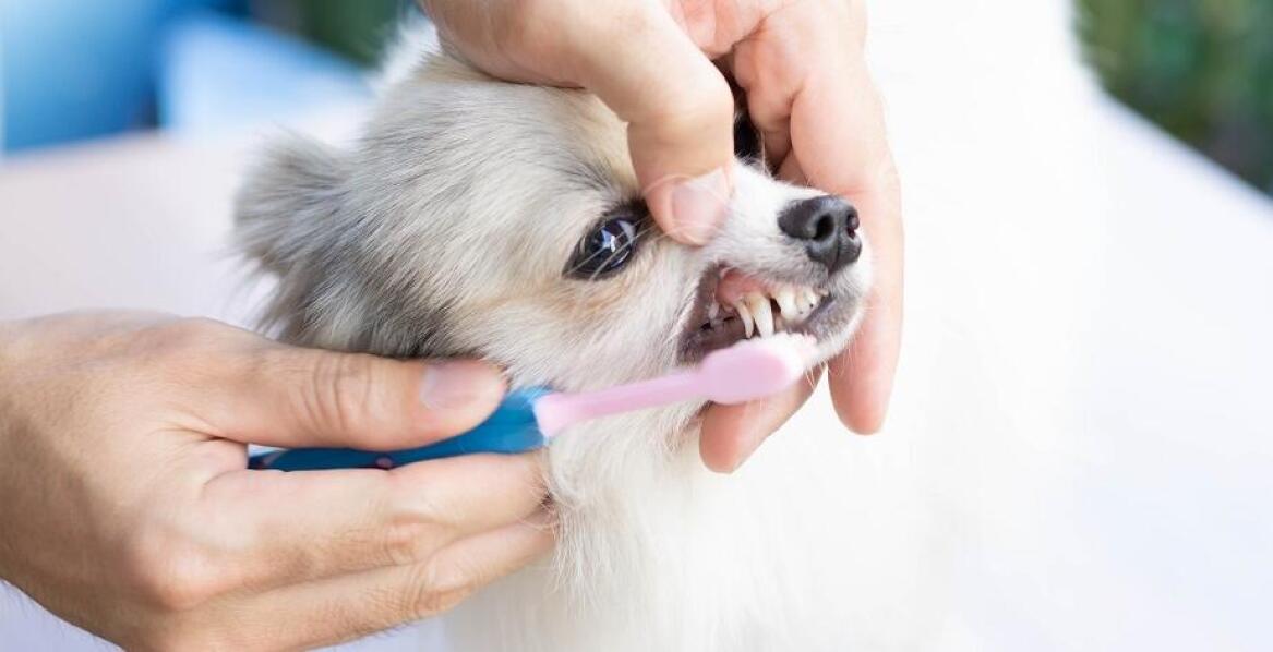 Dlaczego warto dbać o profilaktykę stomatologiczną u małych zwierząt?