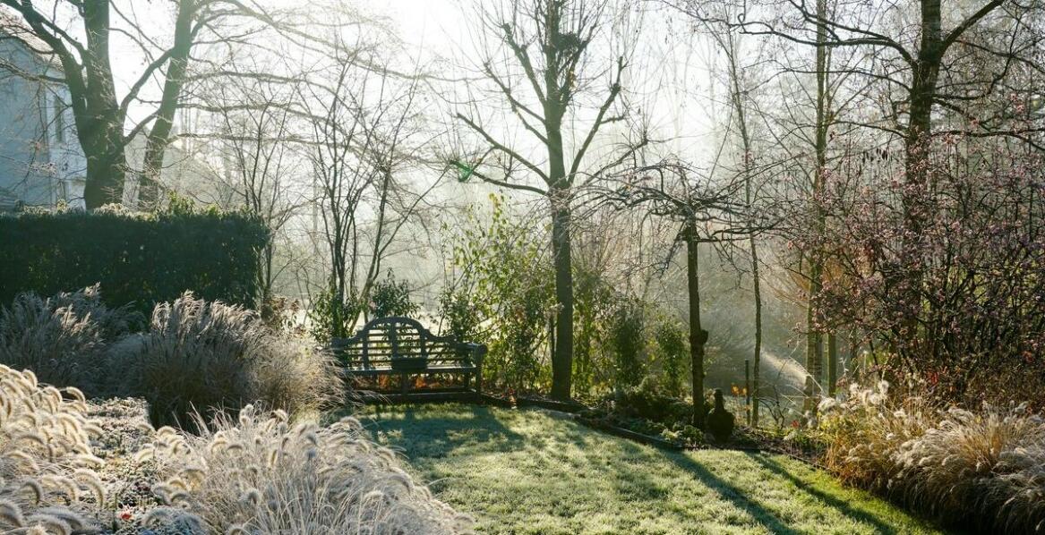 Jak ciemiernik biały wpływa na estetykę zimowego ogrodu?