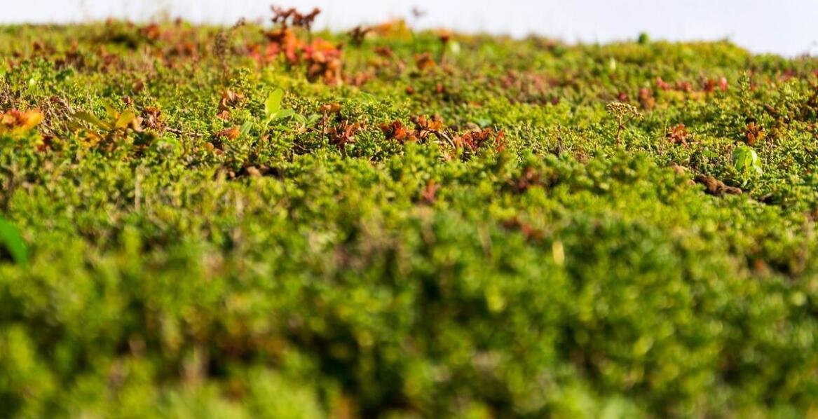 Wpływ dachów ekstensywnych na retencję wód opadowych