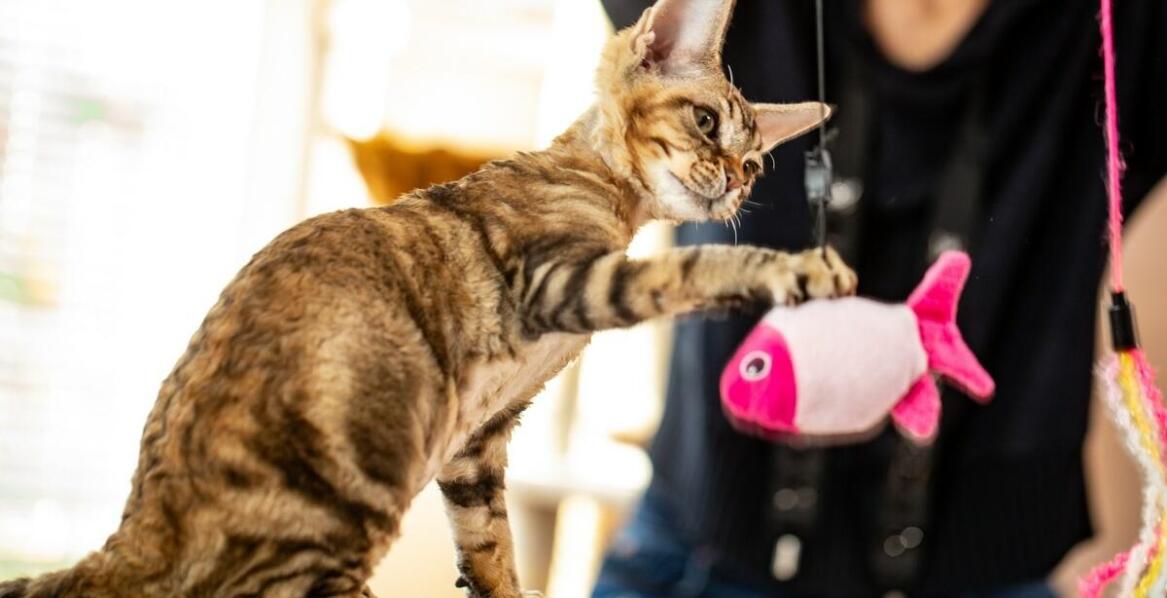 Wpływ białka zwierzęcego na rozwój kociąt – co warto wiedzieć?