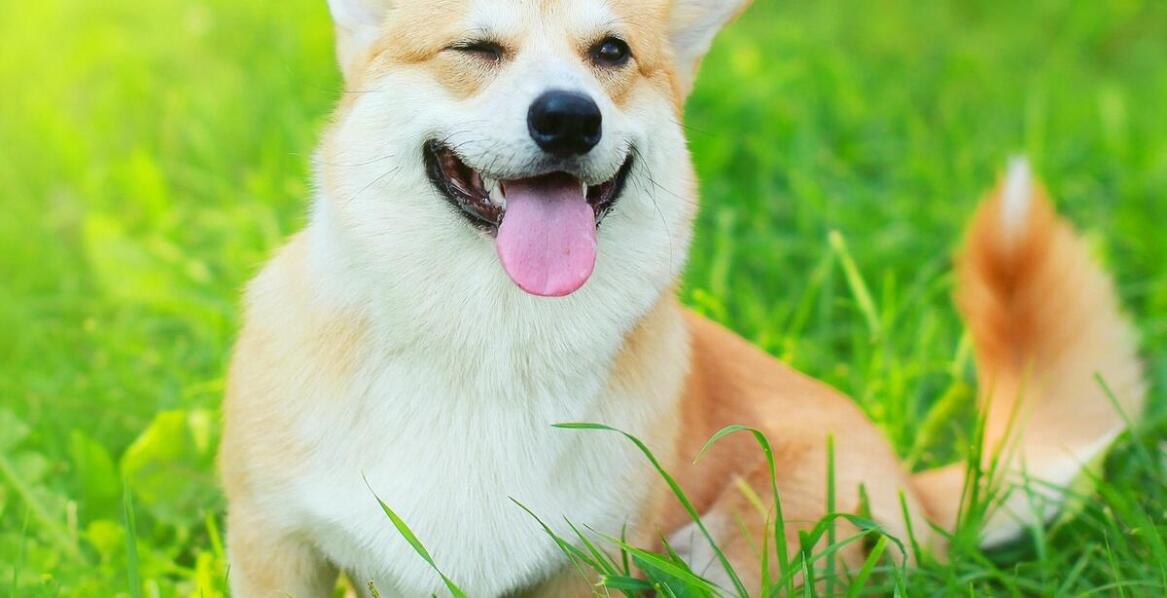 Jakie korzyści niesie dieta oparta na WholePrey dla Twojego psa?