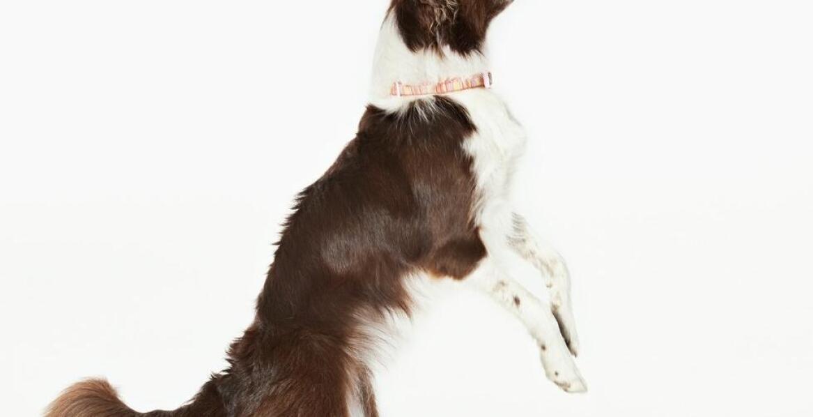 Jakie umiejętności rozwija pies podczas uczestnictwa w zajęciach z komunikacji?