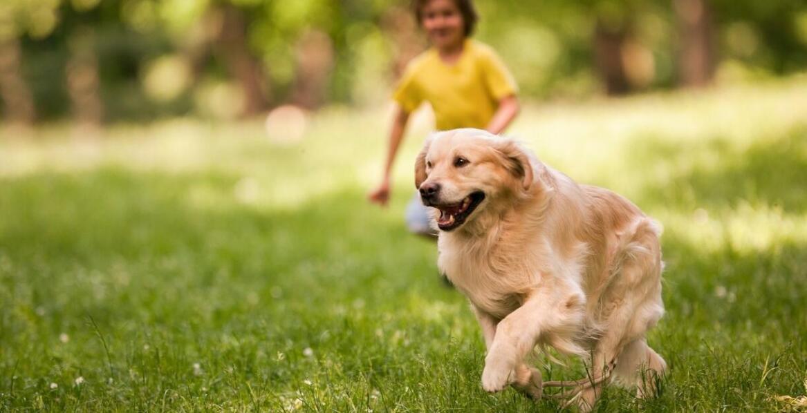 Wpływ indywidualnego podejścia na rozwój zdolności komunikacyjnych u psa