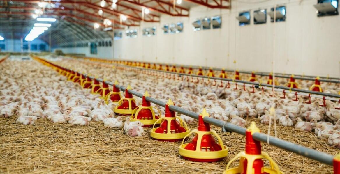 Poidła dla drobiu jako element zrównoważonego gospodarstwa