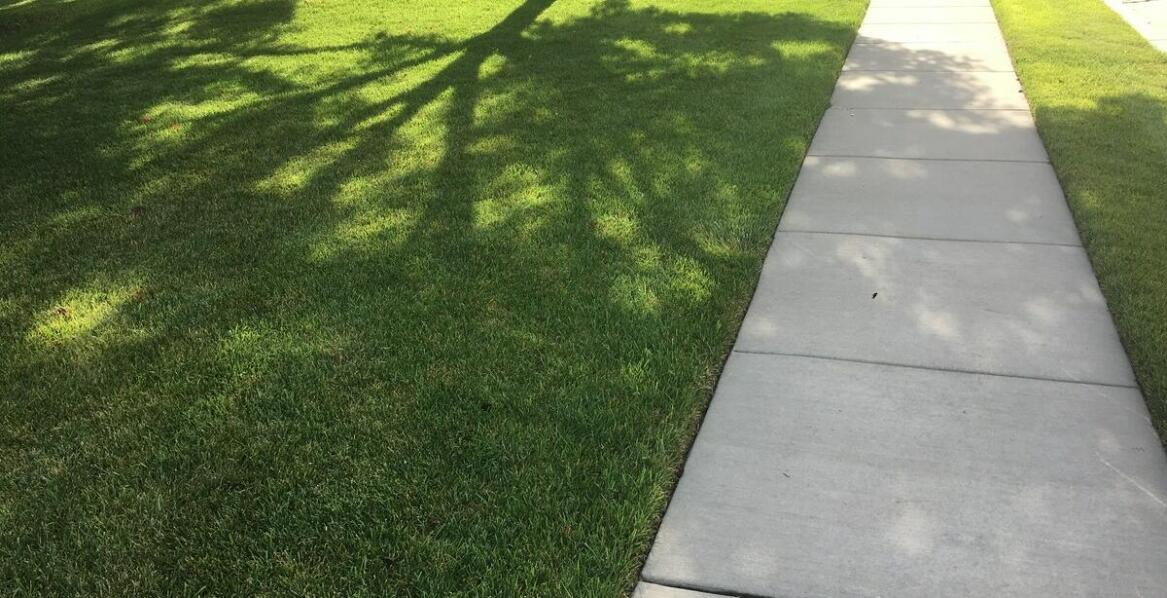 Różnice między trawą produkowaną na folii a odcinaną od gruntu