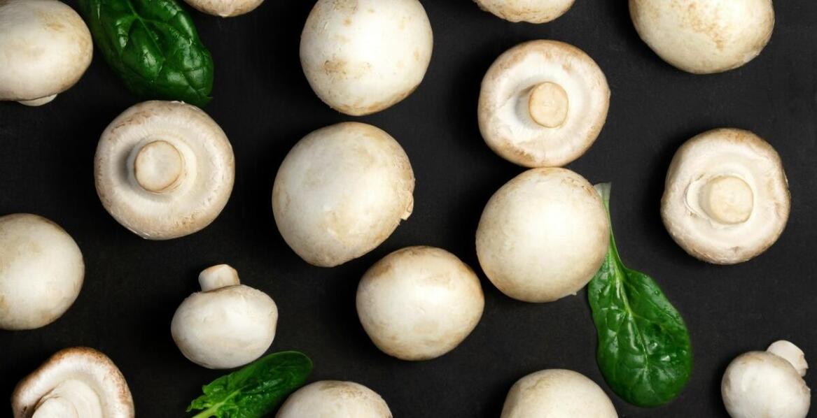 Professional Mushroom Supply – Why Collaborate with Experts?